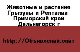 Животные и растения Грызуны и Рептилии. Приморский край,Дальнегорск г.